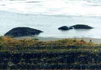 Bore Tide covering rocks in 10min